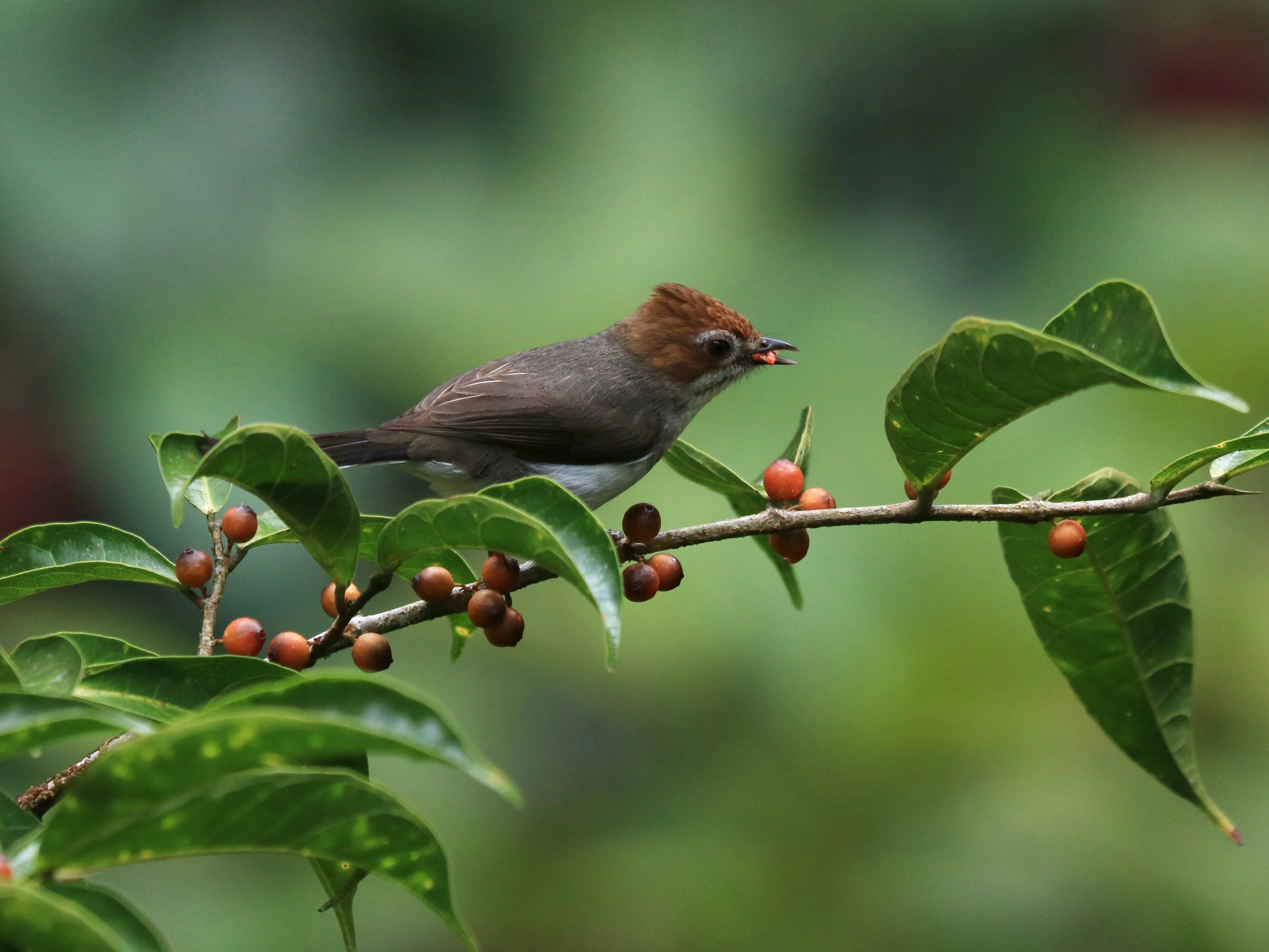 Photo of Chestnut-crested Yuhnia bird by Hongbin on Unsplash