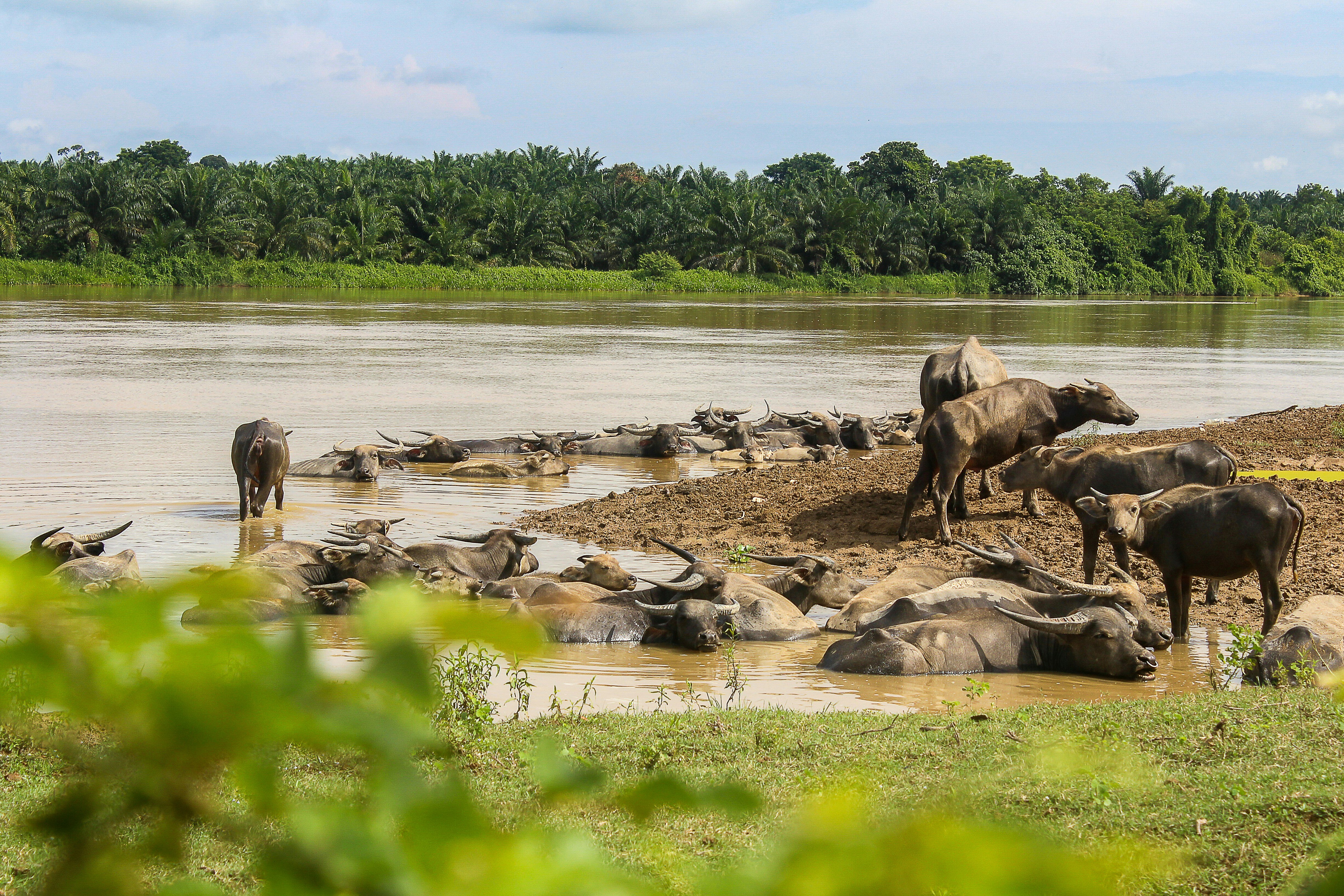 Photo of a herd of buffalo in Lambor Kanan, Perak, Malaysia by Izdihar Sahalan on Unsplash