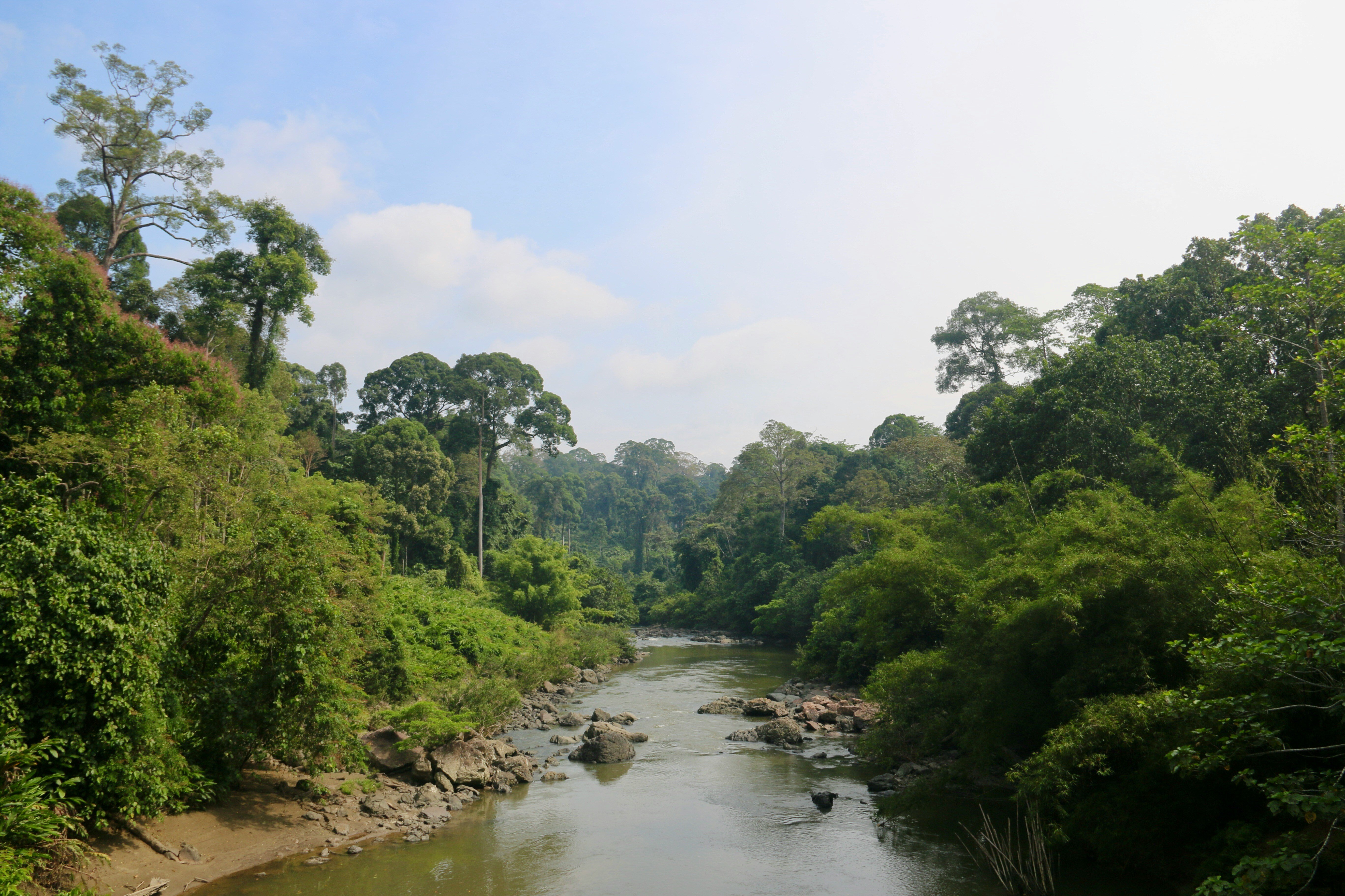 Photo of Borneo river by Polina Koroleva on Unsplash