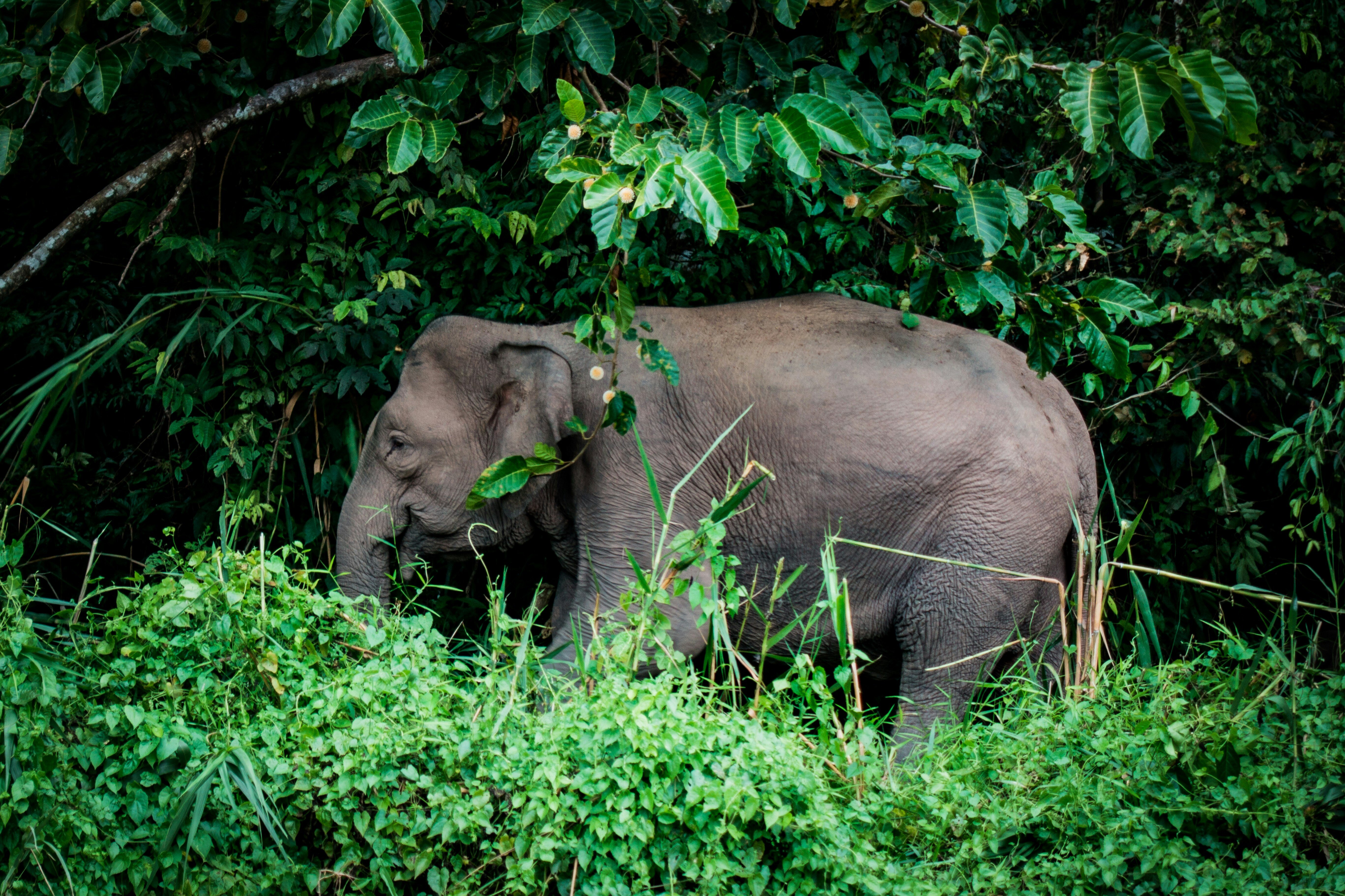 Picture of an Elephant in Kinabatangan River, taken by Rob Hampson on Unsplash